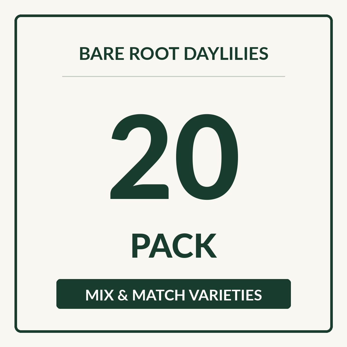 Daylily Bare Root 20 Pack