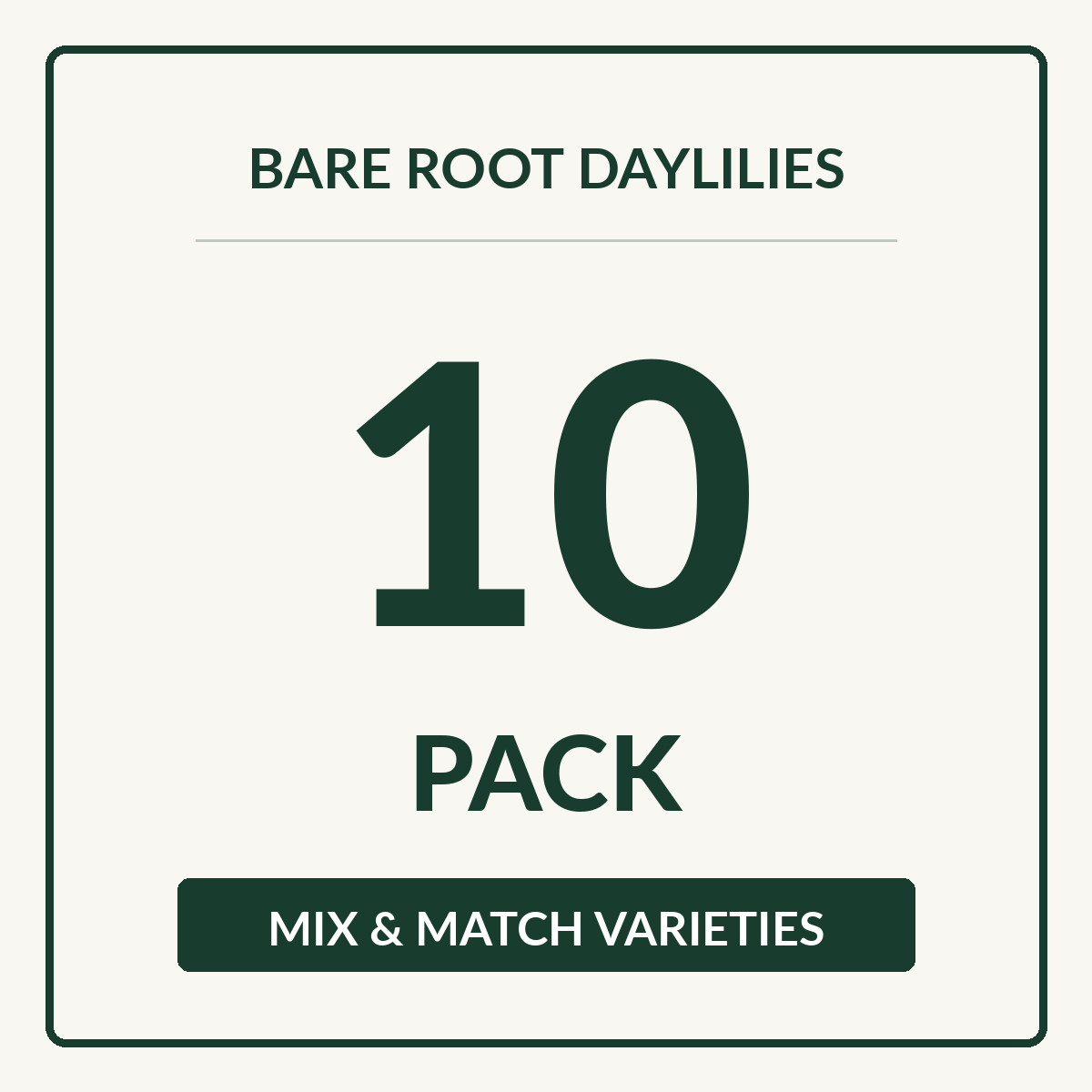 Daylily Bare Root 10 Pack