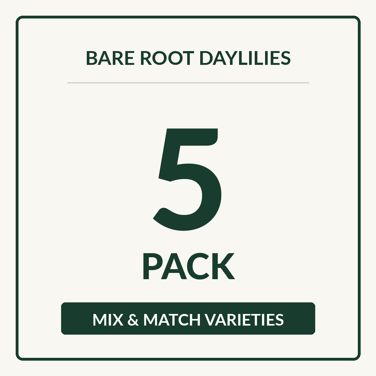 Daylily Bare Root 5 Pack