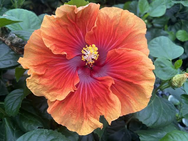 Imperial Dragon Cajun Hibiscus