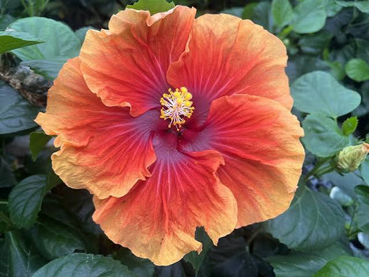 Imperial Dragon Cajun Hibiscus