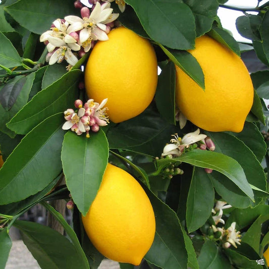 Ripe Improved Meyer lemons and white blossoms on the branch