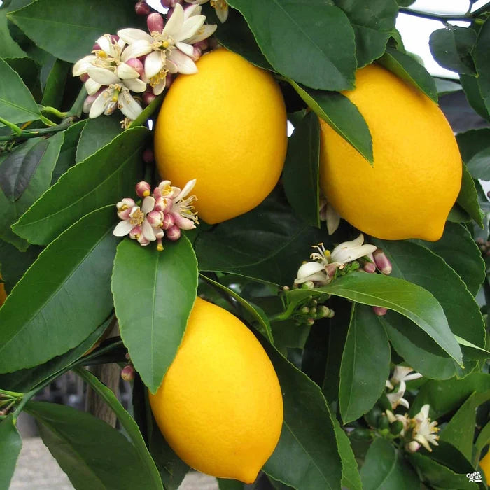 Meyer Lemon Tree 2-3 Ft