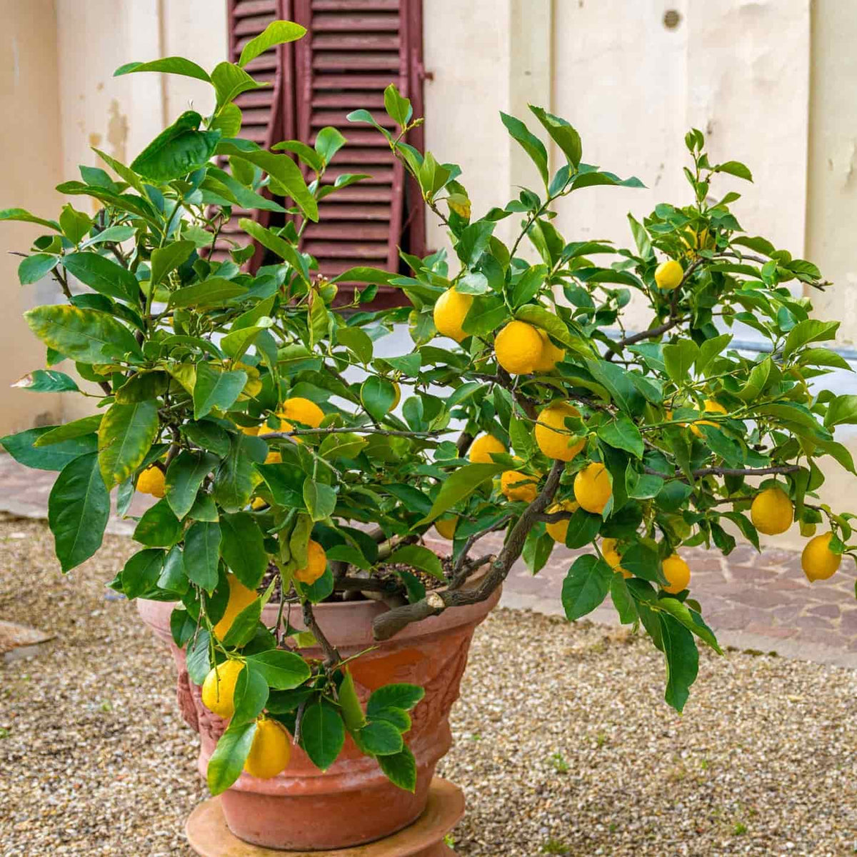 Improved Meyers Lemon
