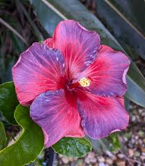Into the Night Cajun Hibiscus
