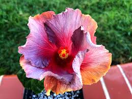 Into the Night Cajun Hibiscus