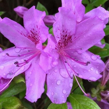 Junie Belle Azalea