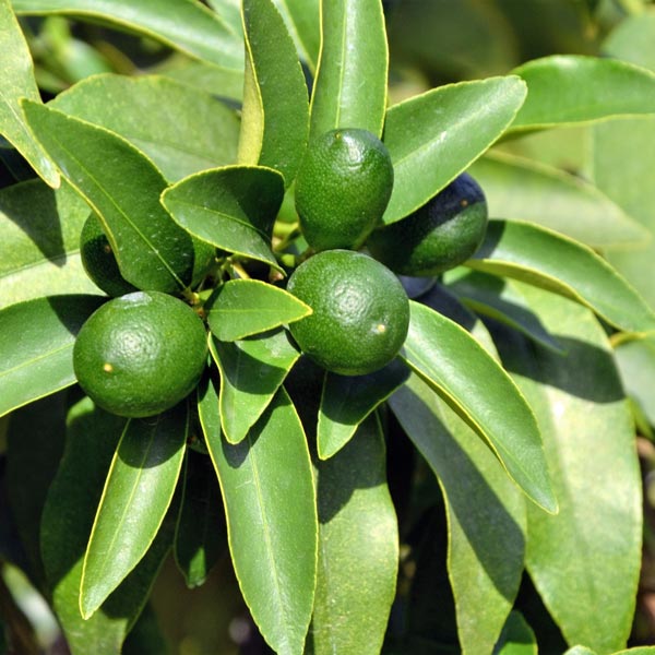 Thornless Key Lime