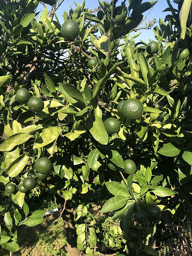 Thornless Key Lime, photo 2