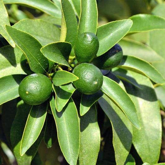 Thornless Key Lime Tree 2–3 Ft