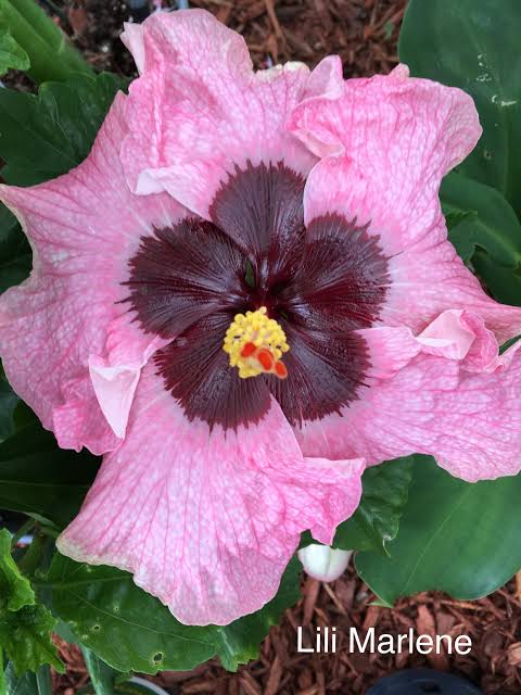 Lili Marlene Cajun Hibiscus