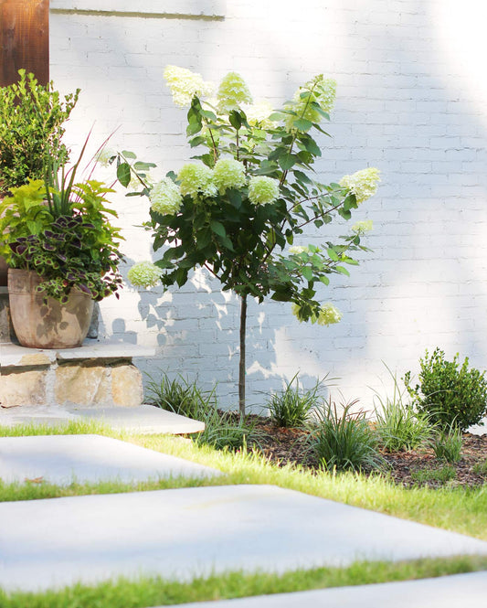 Limelight hydrangea tree with white cone blooms beside a walkway