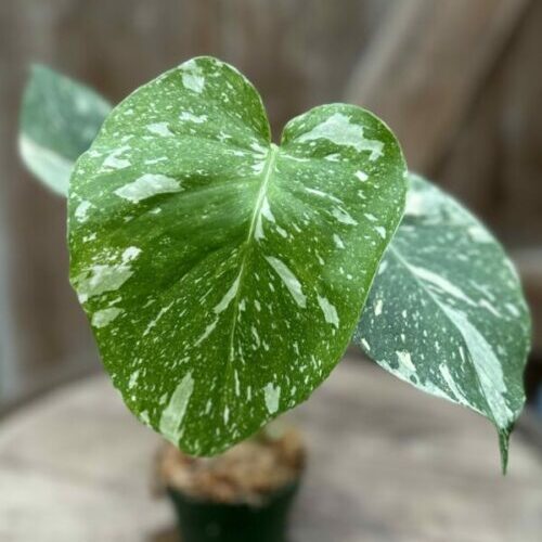 Constellation Thai Monstera