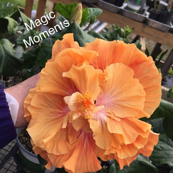 Magic Moment Cajun Hibiscus