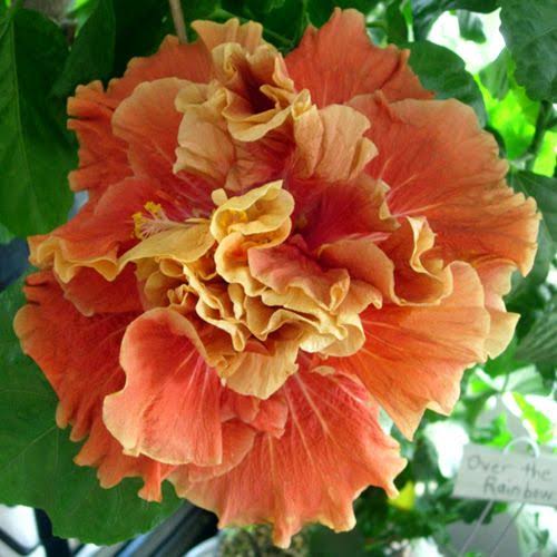Magic Moment Cajun Hibiscus