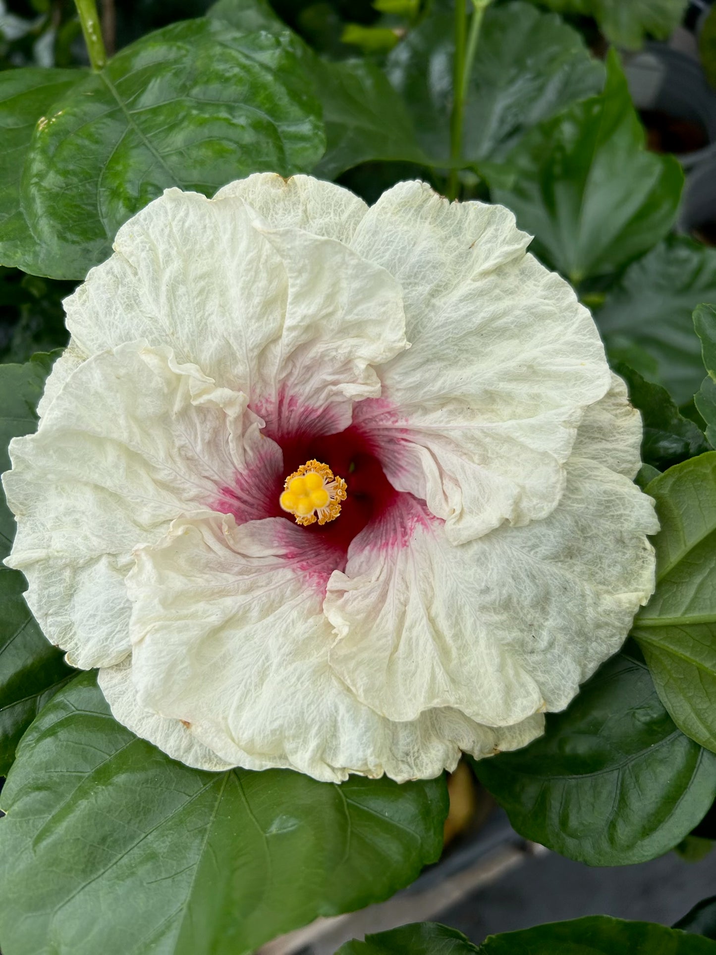 Mary Catherine Cajun Hibiscus