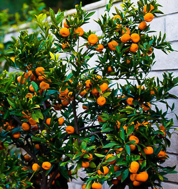 Miho Satsuma Tree 2–3 Ft, photo 2