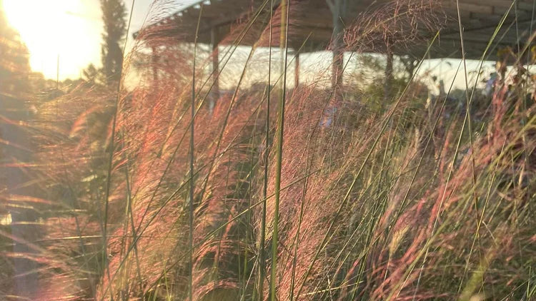 Pink muhly grass glowing in the evening sun at Cane Row Nursery in Broussard, LA