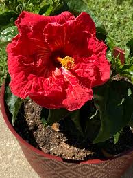 Mulled Wine Cajun Hibiscus