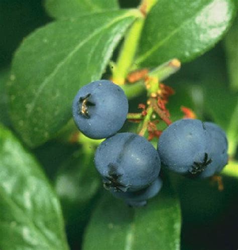 Prince Blueberry