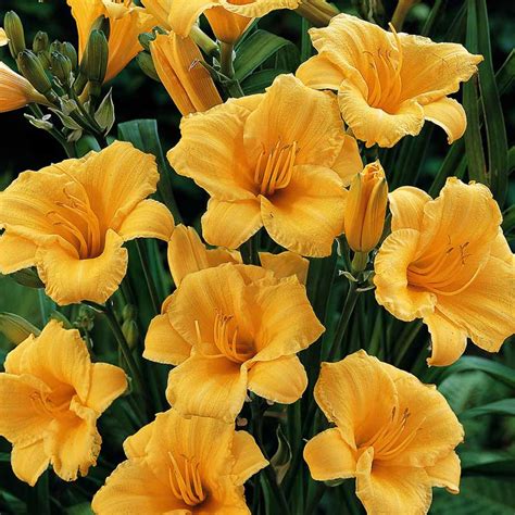 Stella D’Oro Daylily