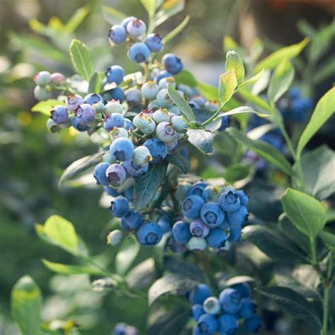 Legacy Blueberry