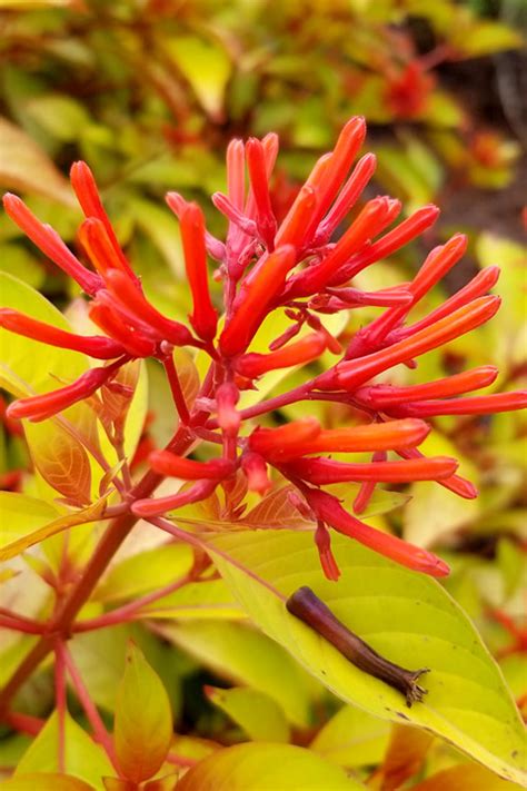 Lime Sizzler Fire Bush