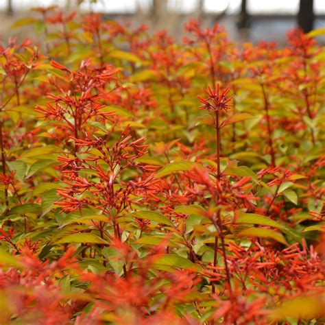 Lime Sizzler Fire Bush