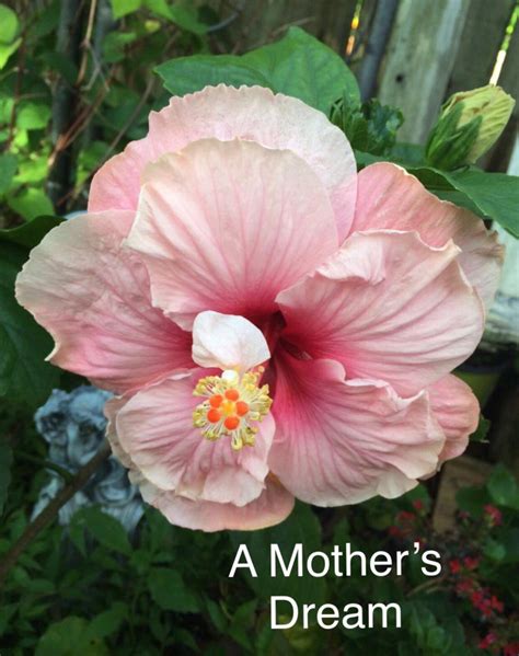 A Mother’s Dream Cajun Hibiscus