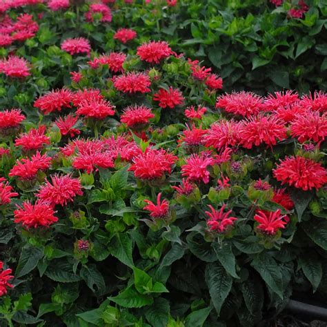 BeeMine Red Monarda