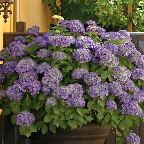 Violet Crown Hydragenas