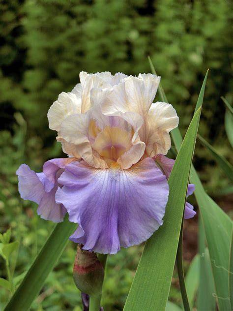 BiColor Iris