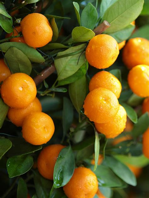 Miho Satsuma Tree