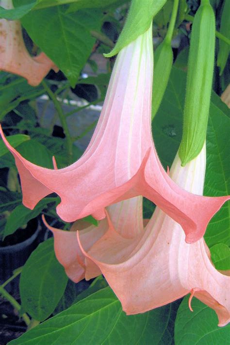 Pink Angel Trumpet