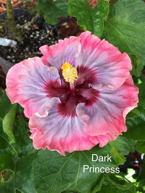 Dark Princess Cajun Hibiscus