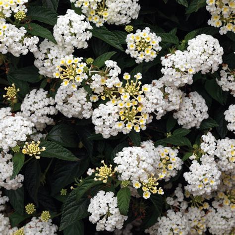 Bandana White Lantana