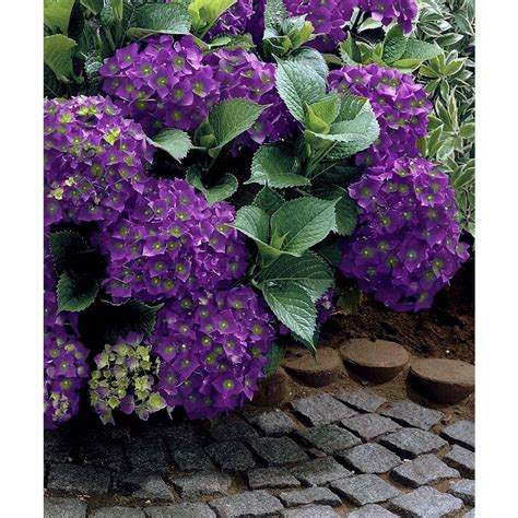 Violet Crown Hydragenas