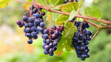 Concord Grape