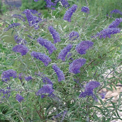 Nanho Butterfly Bush