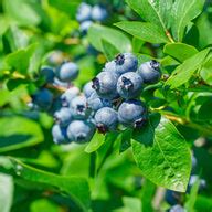 Sugar Snap Blueberry
