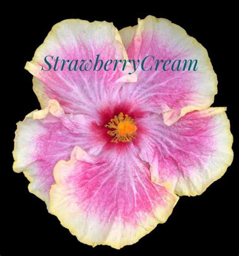 Strawberry Cream Cajun Hibiscus