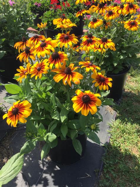 Rising Sun ‘Chestnut Gold’ Rudbeckia