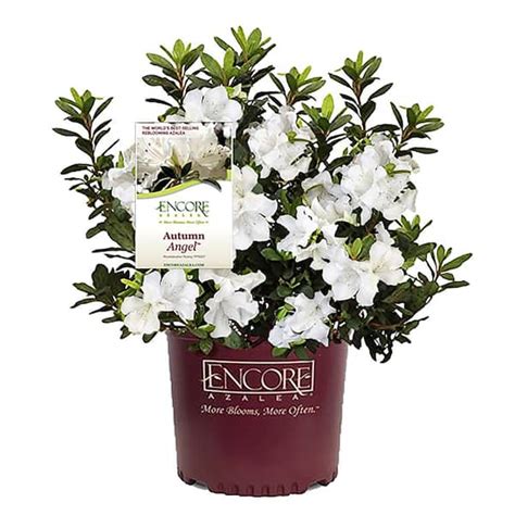 Autumn Angel Encore Azalea