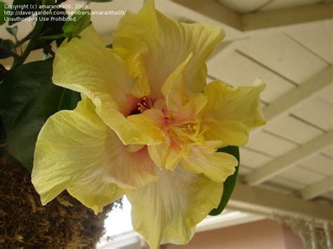 Hanging Gardens Cajun Hibiscus