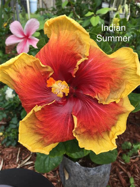 Indian Summer Cajun Hibiscus