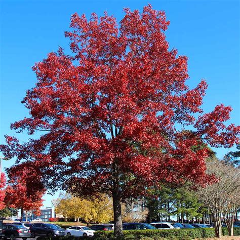Shumard Oak
