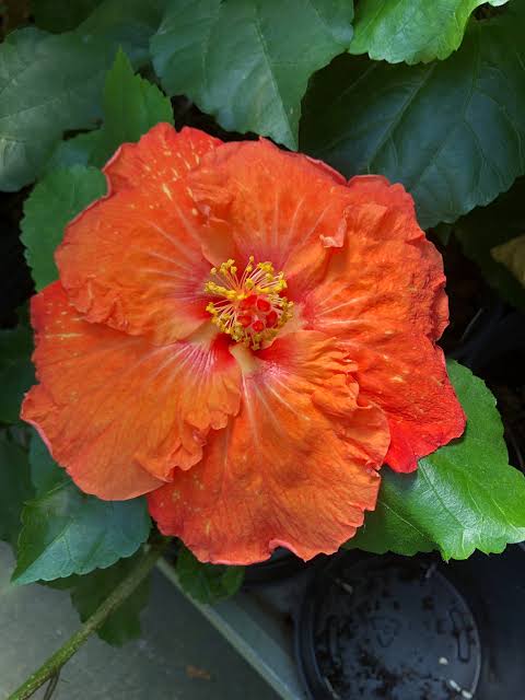 Orange Crush Cajun Hibiscus