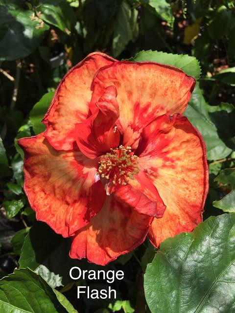 Orange Flash Cajun Hibiscus