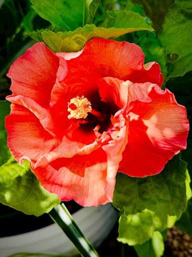 Orange Punch Cajun Hibiscus