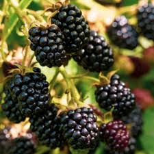Osage Thornless Blackberry